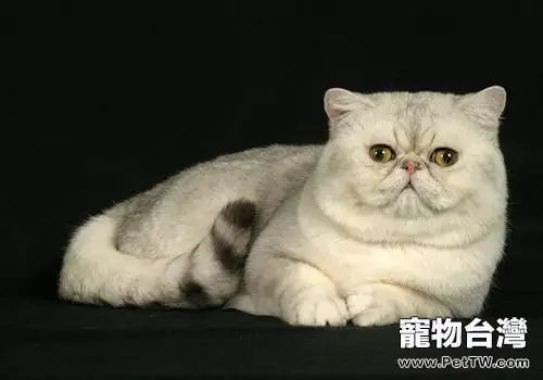 短毛貓波斯貓飼養注意事項（1圖）-寵物台灣