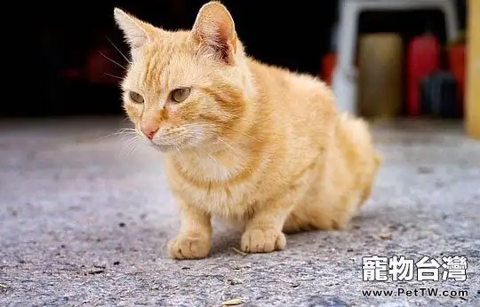 怎樣給虎斑貓剪指甲(1圖)-寵物台灣