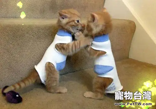 如何讓訓練貓咪為你銜物（1圖）-寵物台灣