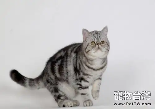 貓咪真的很高傲嗎