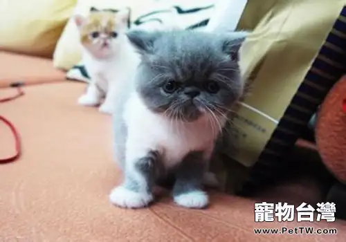 如何治療貓咪憂鬱症(1圖)-寵物台灣