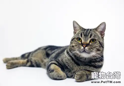 美國短毛貓飼養注意事項(1圖)-寵物台灣