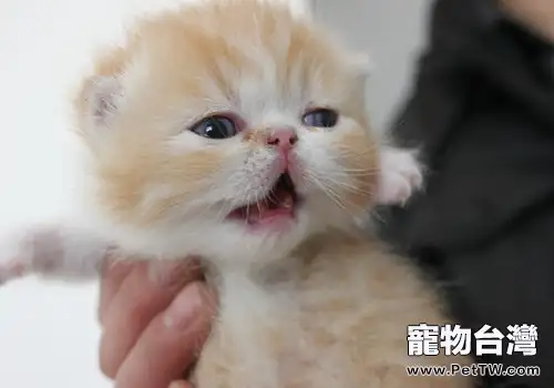短毛波斯貓飼養方法(1圖)-寵物台灣