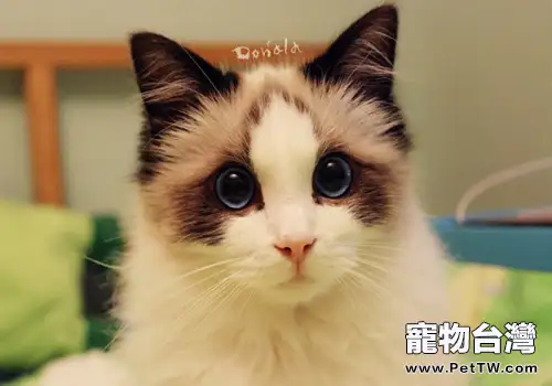 貓咪飲食六個注意事項