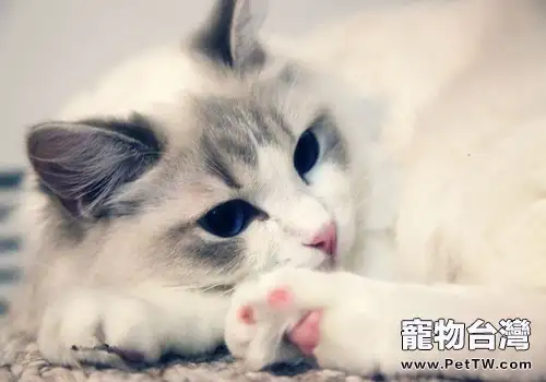 貓咪的家庭訓練不可忽視(1圖)-寵物台灣