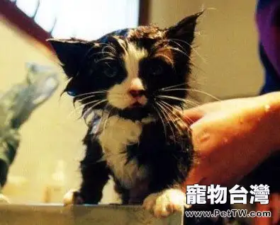 打疫苗前是否可以給貓咪洗澡