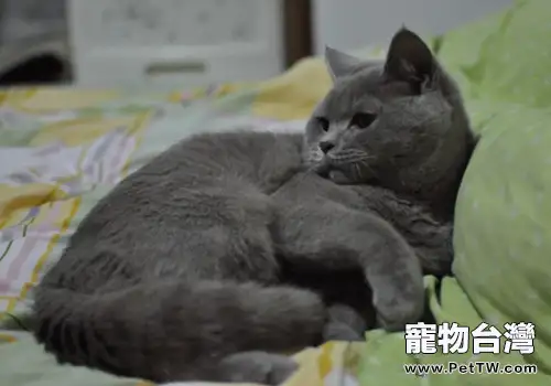 為何貓咪老愛咬紡織品 