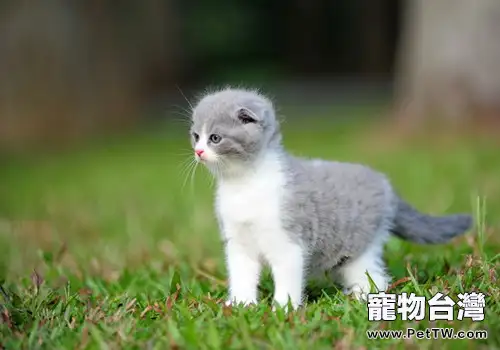 折耳貓打噴嚏的原因