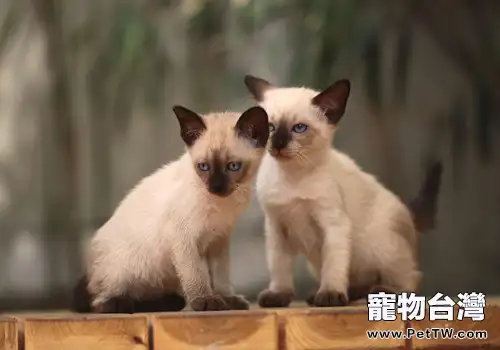 如何馴服頑皮貓咪(1圖)-寵物台灣