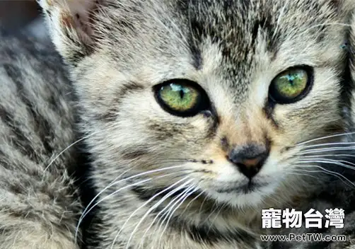 教你三招去除貓咪跳蚤(1圖)-寵物台灣