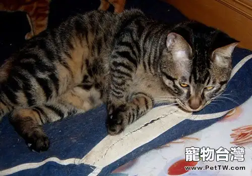 健康貓咪的生理指標(1圖)-寵物台灣