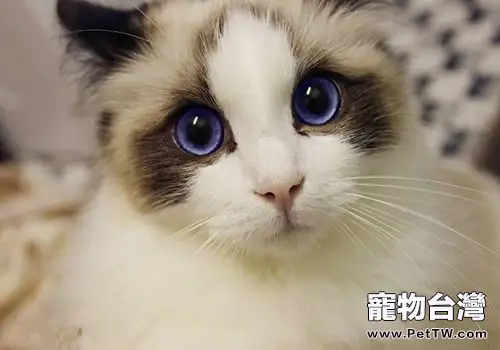 去私人家庭購買貓咪注意事項 