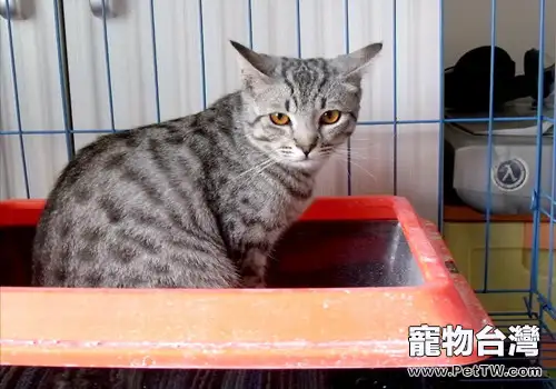 貓咪吃肉有講究