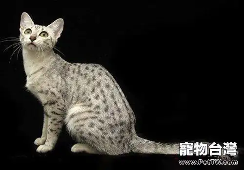 貓咪吃濕糧好還是乾糧好