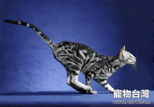 貓咪打架的四大原因（1圖）-寵物台灣