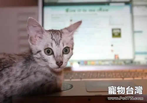 貓咪的視力其實並不好