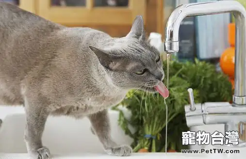 如何改變貓咪喝髒水的習慣
