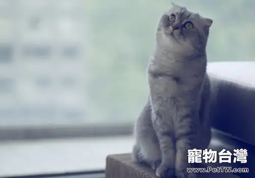 貓咪也有可能感染艾滋病