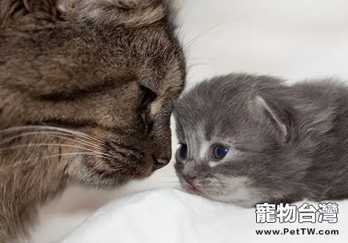 貓咪病了8個症狀（1圖）-寵物台灣