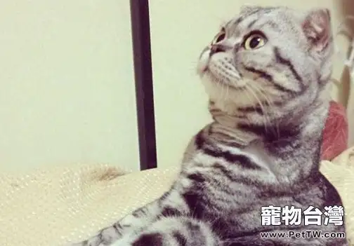 治療貓咪支氣管哮喘的方法