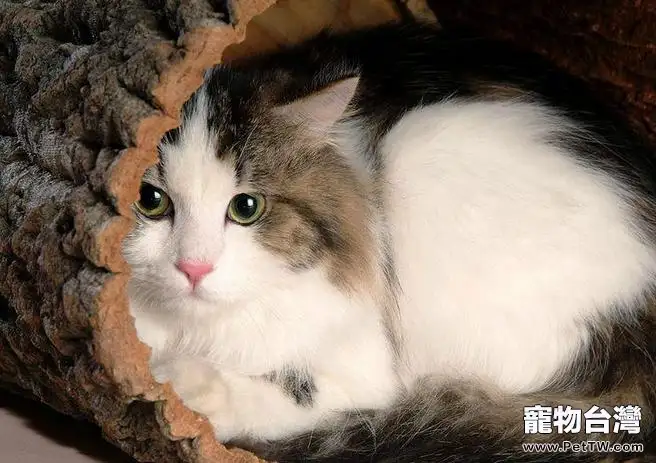 怎樣讓家中小貓咪不怕生人(1圖)-寵物台灣