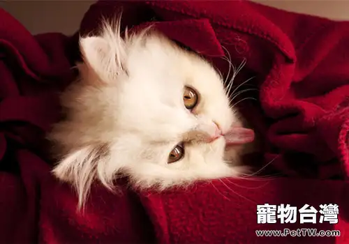 貓咪感冒的症狀及治療方法