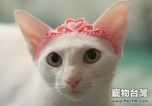貓咪感冒的預防