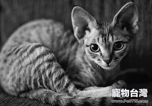 貓咪的心思你瞭解多少