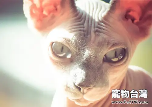 從身體變化判斷貓咪是否懷孕