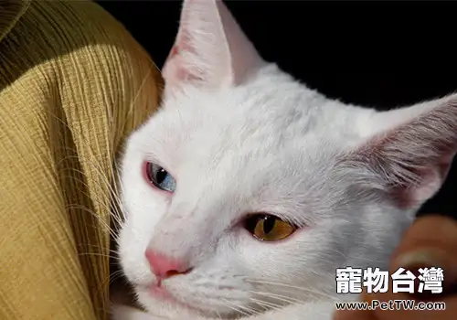 貓咪呼吸困難時該怎麼辦（1圖）-寵物台灣