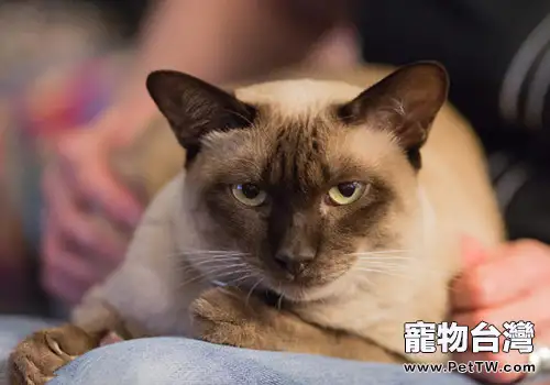 通過6點判別健康貓咪