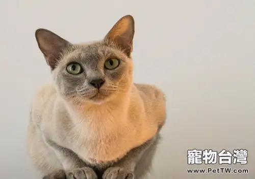 貓咪洗澡3個健康問題(1圖)-寵物台灣