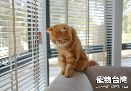 不同貓咪應該吃不同貓糧嗎（1圖）-寵物台灣