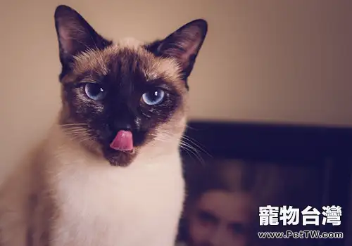 貓咪結膜炎你瞭解多少