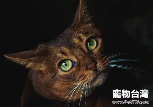 如何選擇適合你的貓咪(1圖)-寵物台灣