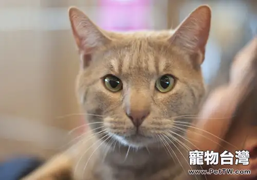 貓不吃不喝的原因及治療
