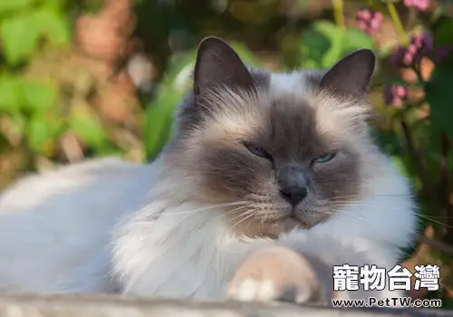貓的爪子有什麼作用