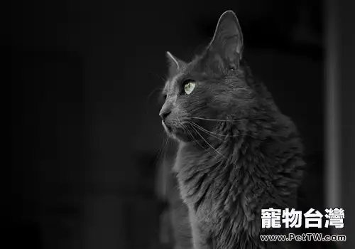 貓咪什麼時候開始成為寵物