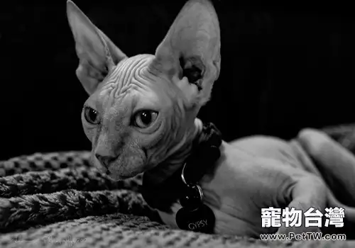 如何防止圈養的貓咪逃跑（1圖）-寵物台灣