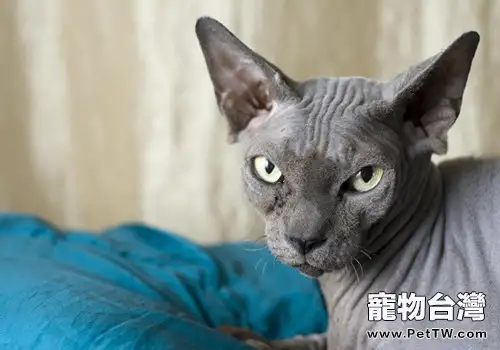如何為貓咪選擇合適的寵物醫院和醫生(1圖)-寵物台灣
