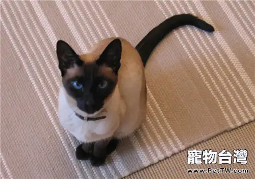 純種暹羅貓壽命有多久(1圖)-寵物台灣
