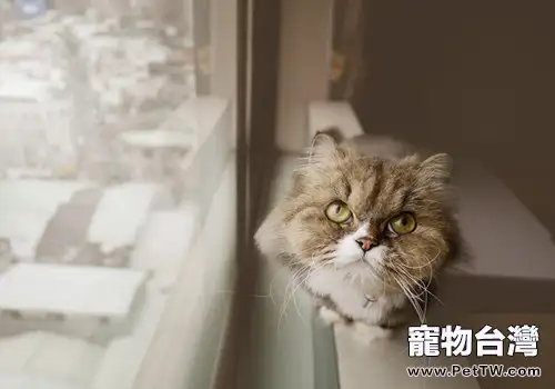 金吉拉發情怎麼辦(1圖)-寵物台灣
