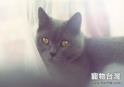 貓咪如何向主人示好