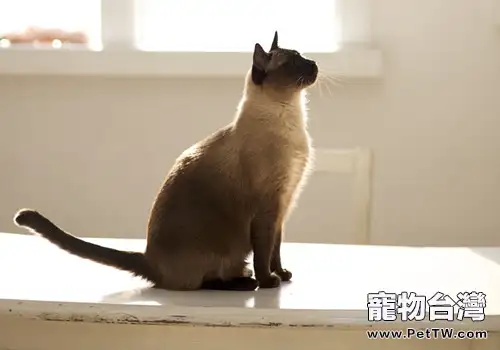 貓咪訓練的四點要素(1圖)-寵物台灣