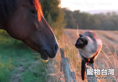 藍眼睛的貓咪真的都是聾子嗎