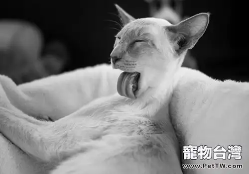 小貓腿畸形怎麼辦(1圖)-寵物台灣