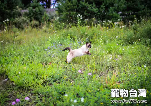 貓咪的運動本領(1圖)-寵物台灣