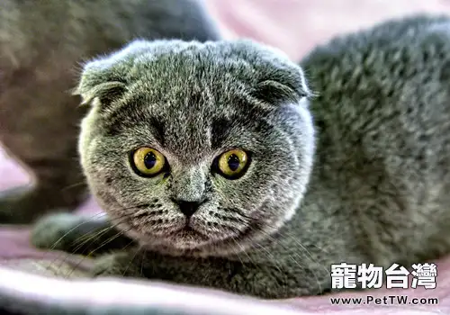 小貓的選購標準(1圖)-寵物台灣