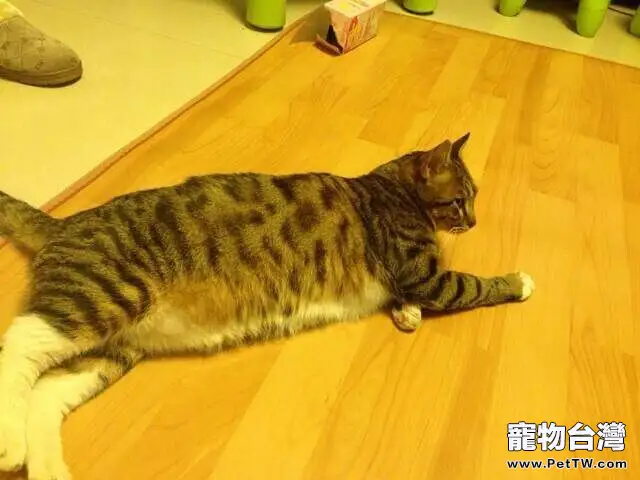 貓奴必須關注的幾件事之貓咪肥胖 貓奴必須關注的幾件事之貓咪肥胖
