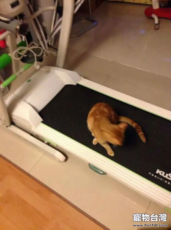 貓奴必須關注的幾件事之貓咪肥胖 貓奴必須關注的幾件事之貓咪肥胖